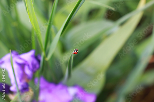  red ladybug on a blade of grass soaring into the sky