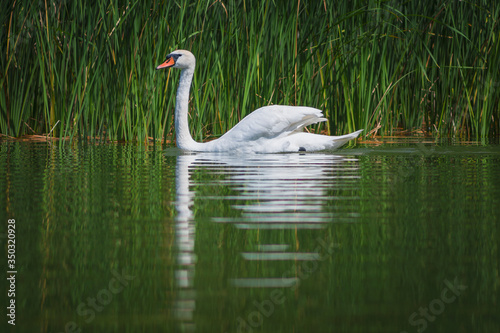 White swan on a green background, swimming on the lake, canes, water bird, nature, animal