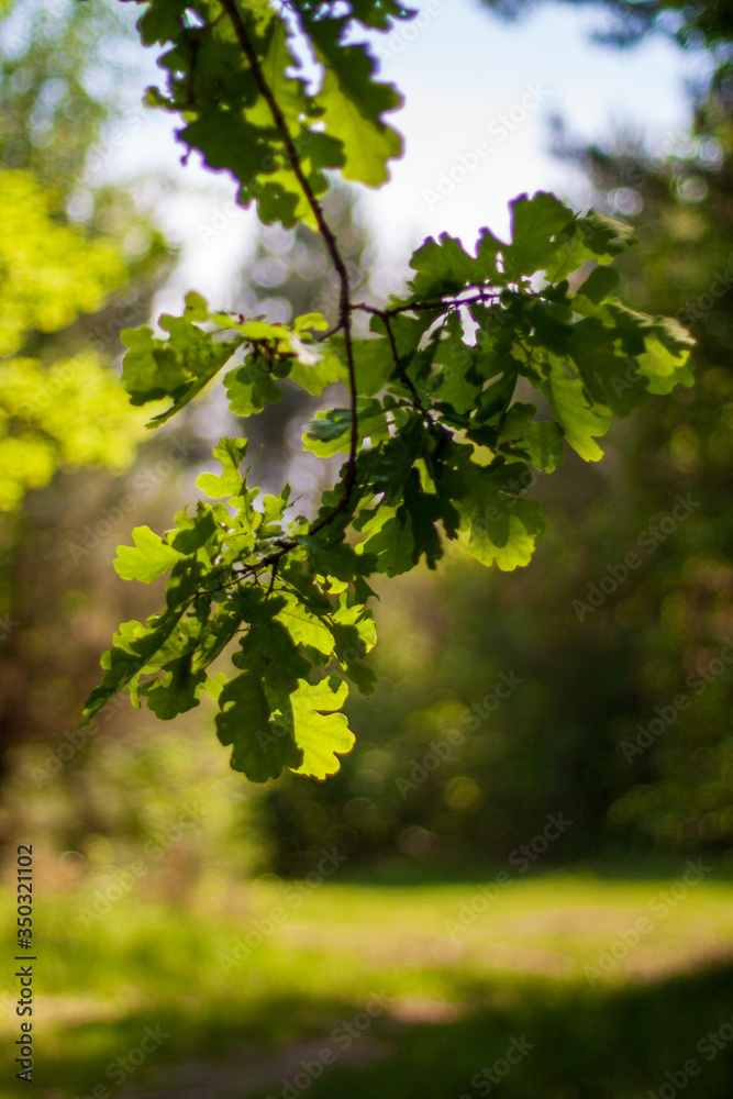 Sunlight shining through the leaves of oak Sunlight shining through the leaves of oak