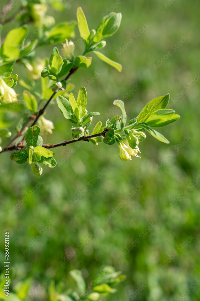 Tiny twigs with small yellow flowers and new green leaves at a sunny day in spring Tiny twigs with small yellow flowers and new green leaves at a sunny day in spring