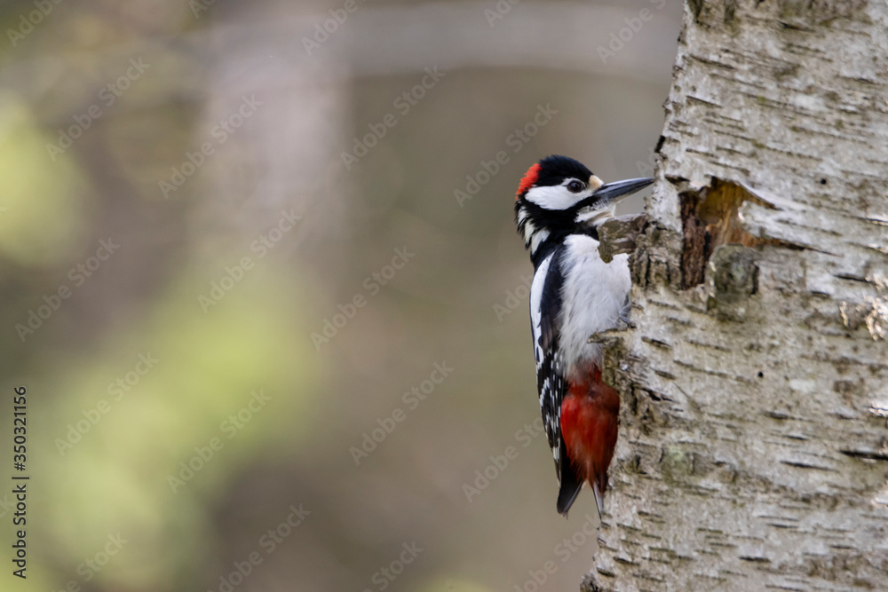 Great spotted woodpecker sits on a tree branch with ruffled feathers on a bright sunny day. Great spotted woodpecker sits on a tree branch with ruffled feathers on a bright sunny day.