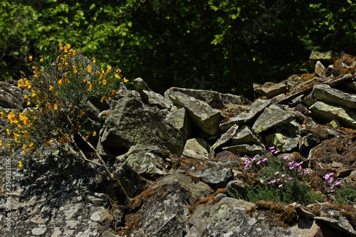 Blühende Pfingstnelken (Dianthus gratianopolitanus) und Besenginster (Cytisus scoparius) im Nationalpark Kellerwald