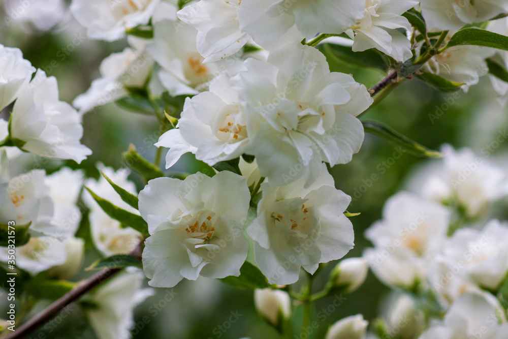 White Philadelphus many blooms