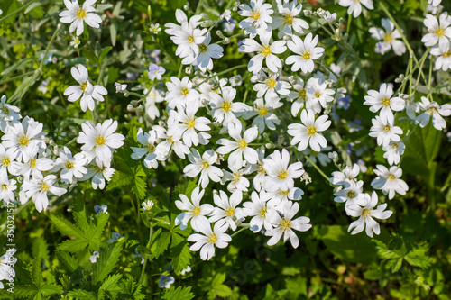 Little delicate white wild flowers