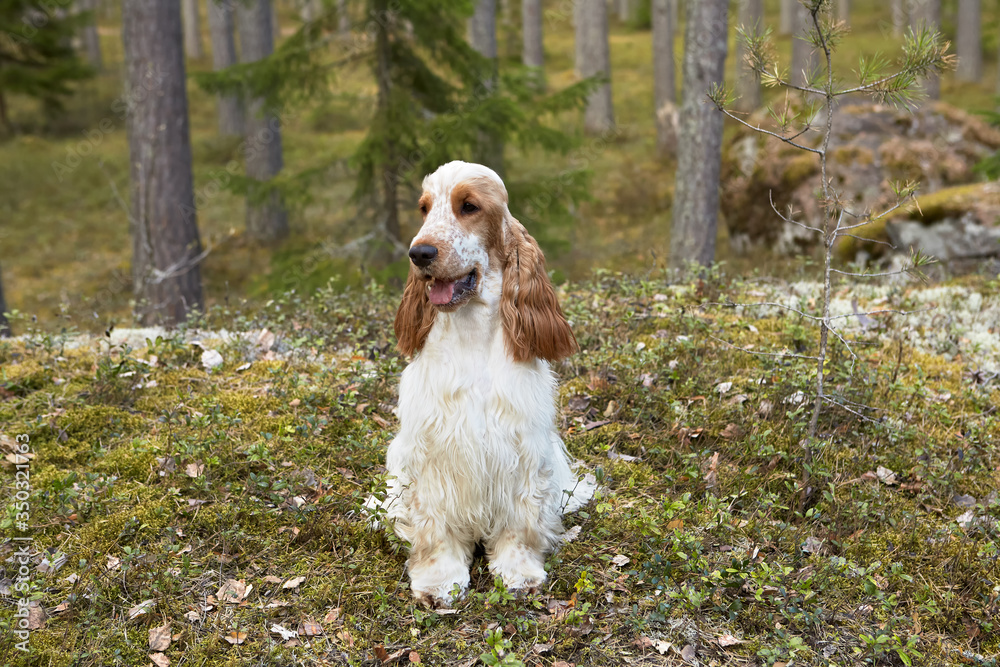 A park. Spring English Cocker Spaniel sits on a rocky plateau. The color is white-red. Age 1 year. Girl In the background are trees and stones.