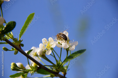 The bee pollinates the flowers. A bee sits on the white flowers of an Apple tree.