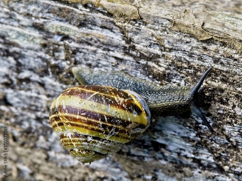 Snail on the mossy branch