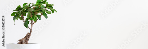 A desk against a white empty wall with a single bonsai tree in a white pot. Copy space. Panorama