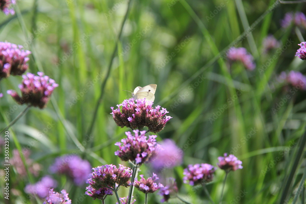 butterfly on a flower butterfly on a flower