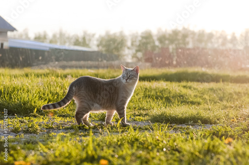 dog in the field