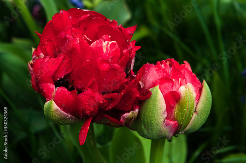 red tulip with water drops