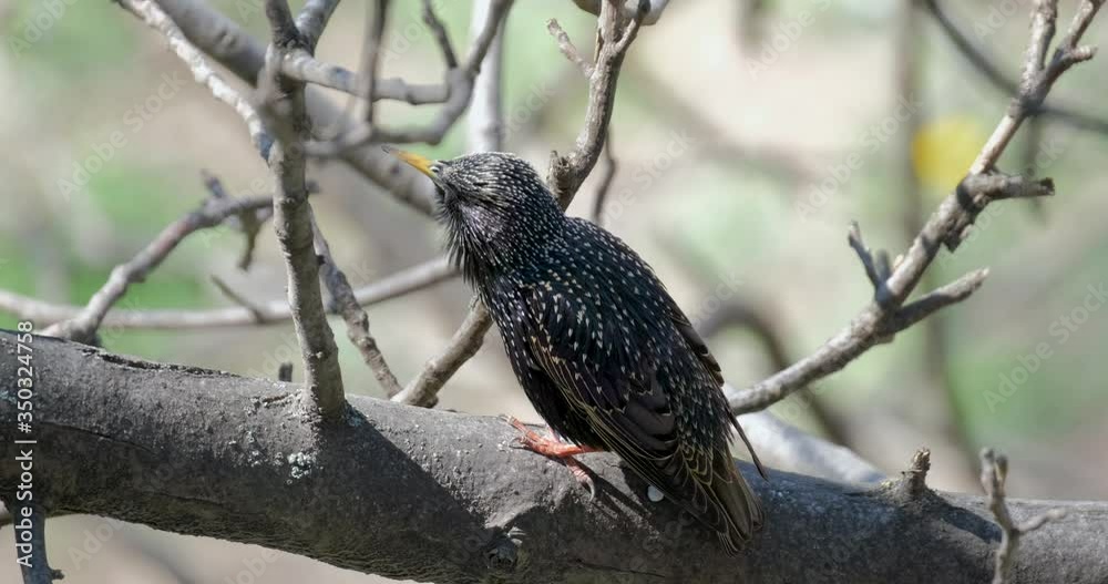 Common starling or Sturnus vulgaris singing on tree UHD 4K Common starling or Sturnus vulgaris singing on tree UHD 4K