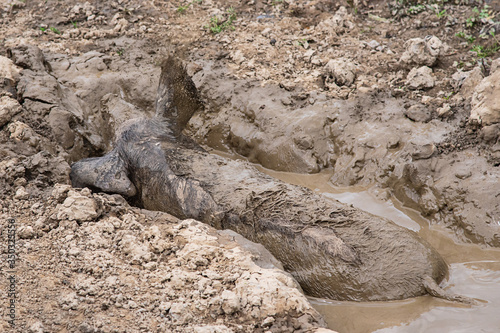 фотографія A pig wallows in the mud