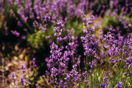  closeup lavender flower grows on the field. Aromatherapy Lavender Paradise. Sunny day. Provence.