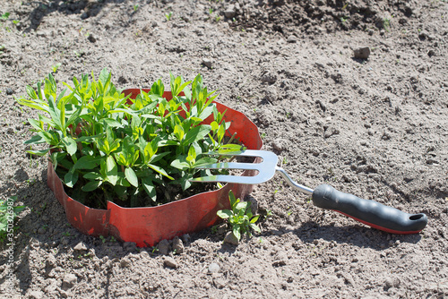 gardening tools in garden