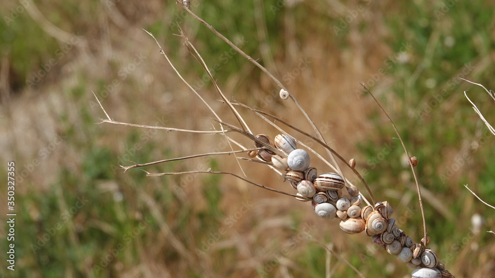 Large cluster of White Garden Snails (Theba pisana) on a twig Large cluster of White Garden Snails (Theba pisana) on a twig