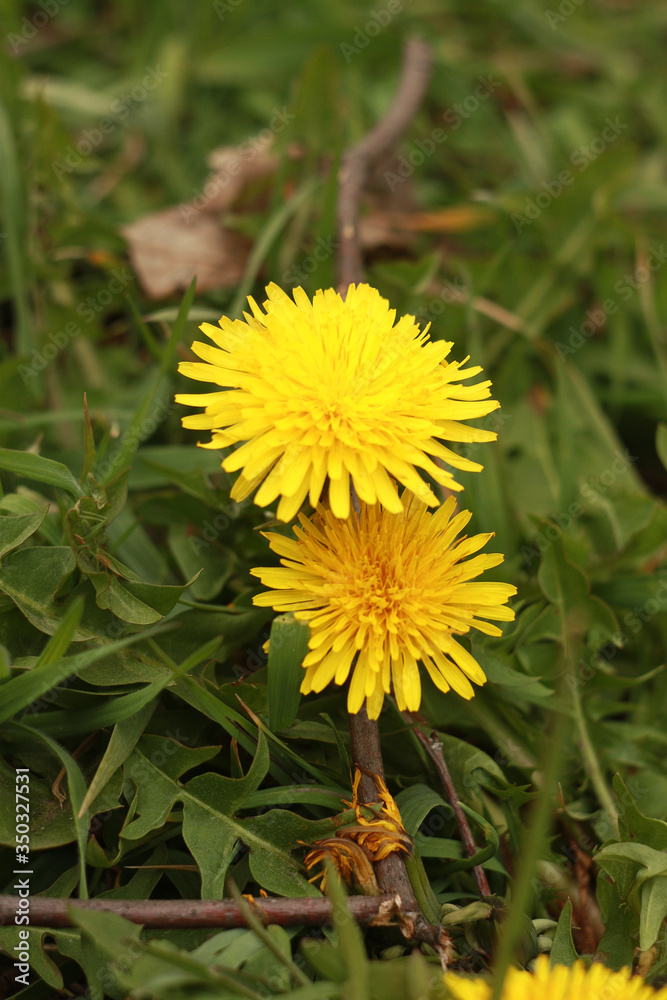 Bright yellow dandelions blooming in the green grass (Latin name Taraxacum, from the aster family). Bright yellow dandelions blooming in the green grass (Latin name Taraxacum, from the aster family).