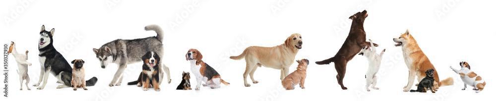 Collage with different dogs on white background. Banner design