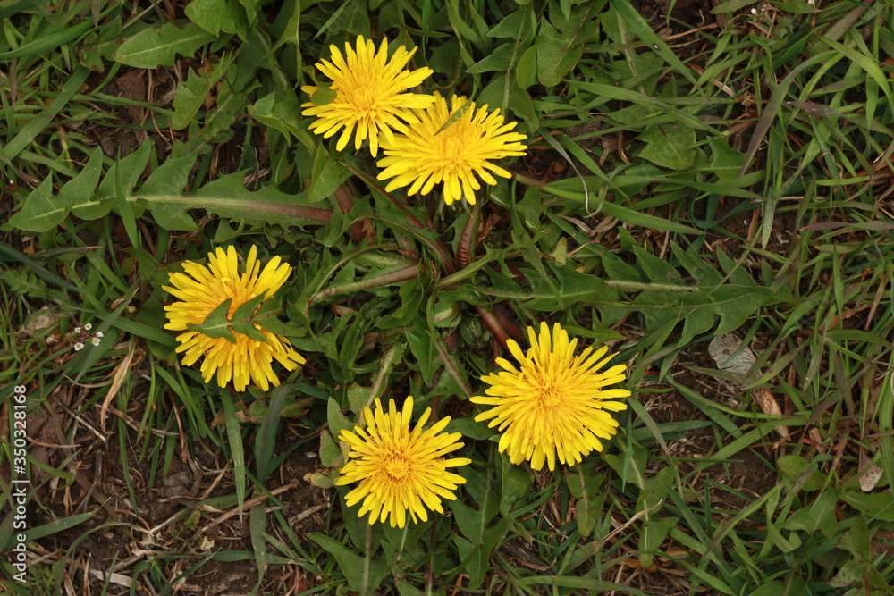 Bright yellow dandelions blooming in the green grass (Latin name Taraxacum, from the aster family). Bright yellow dandelions blooming in the green grass (Latin name Taraxacum, from the aster family).