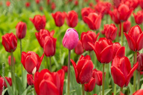 tulips in a flower bed