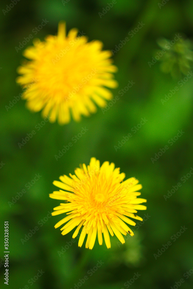 Bright yellow dandelions blooming in the green grass (Latin name Taraxacum, from the aster family). Bright yellow dandelions blooming in the green grass (Latin name Taraxacum, from the aster family).