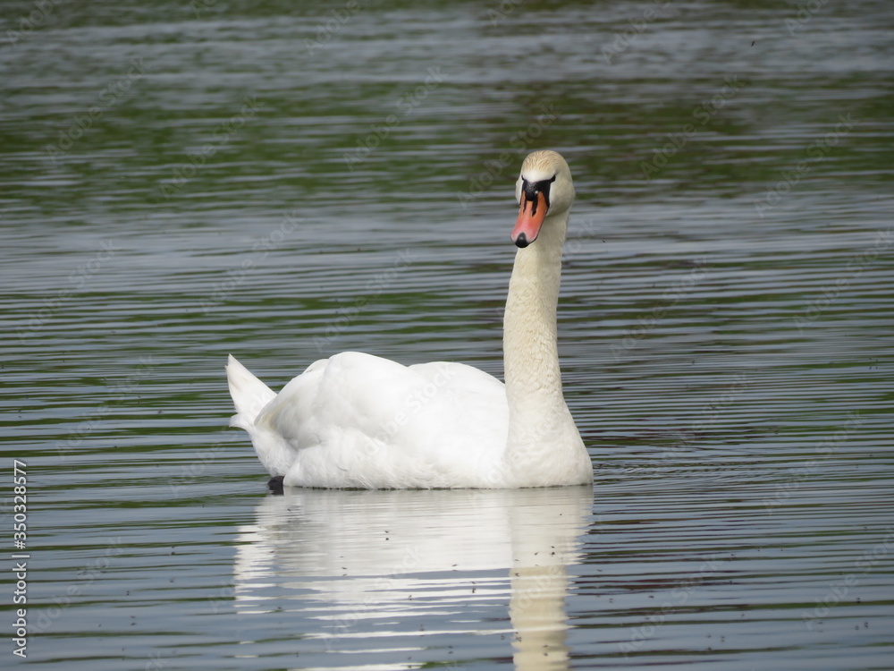 Fototapeta premium A Swan with an evil face