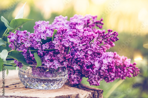 Common purple lilac Syringa vulgaris spring background