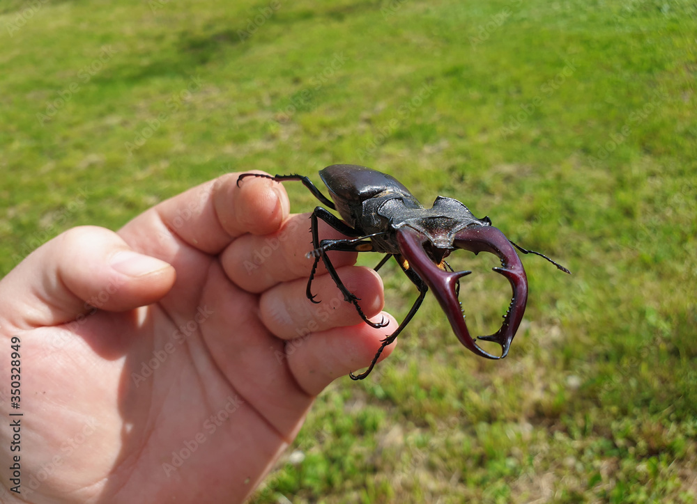 Large male European stag beetle insect on fingers