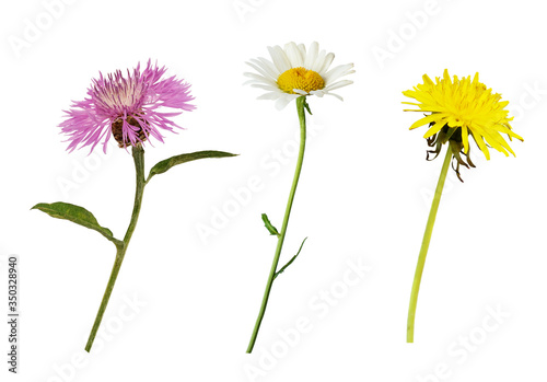 Set of thistle, dandelion and daisy flowers photo