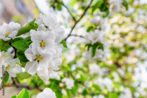 Apple tree blooming © Megaloman1ac