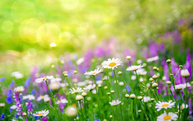 Fotobehang Groen Beautiful meadow with colorful vibrant spring wild flowers  © eshana_blue