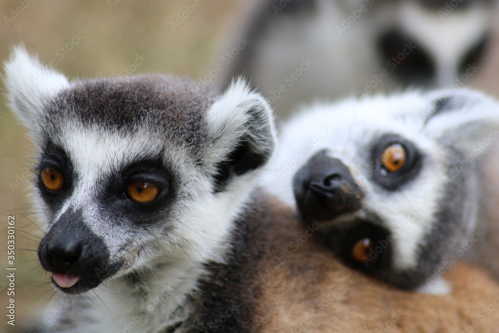 Fototapeta premium Katta