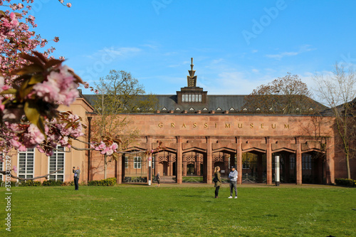 Japanese cherry in the center of Leipzig, Saxony photo