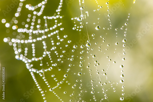 Spider web with dew swaying in the wind on tree branch in spring time. 