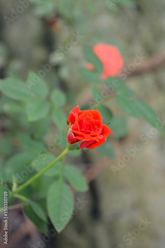 The beautiful and attractive contrast of the red color of the rose flower