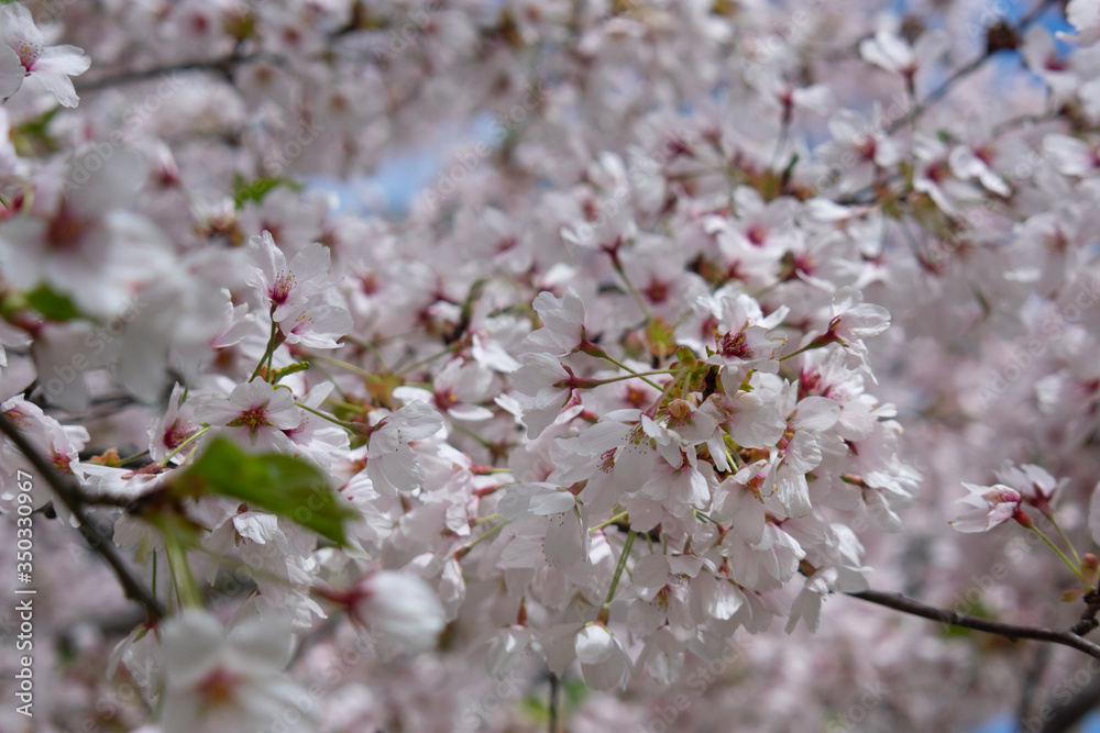 Cherry blossom branch close up, copy space Cherry blossom branch close up, copy space