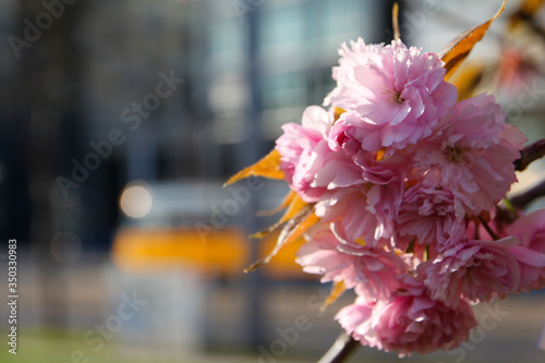 Japanese cherry in the center of Leipzig, Saxony photo