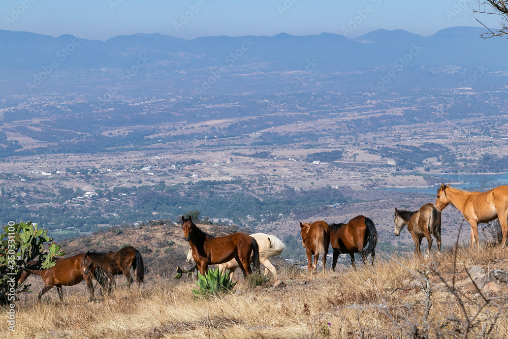 Obraz premium caballos pastando en la sierra