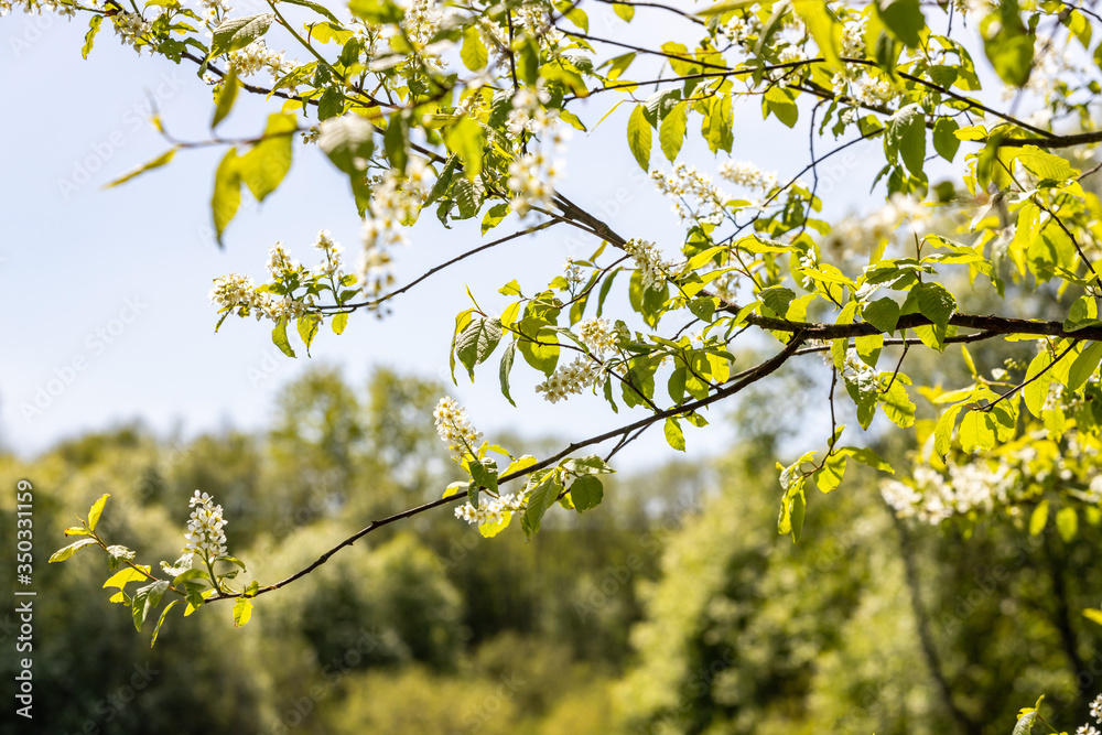 Close-up view of beautiful blooming bird cherry tree with tender white flowers and blurred background. Close-up view of beautiful blooming bird cherry tree with tender white flowers and blurred background.
