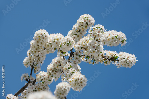 Close up white cherry blossom over clear blue sky