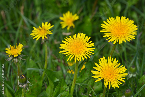 Close up yellow dandelion flowers in green grass