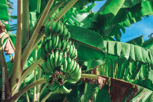 Wallpaper Mural group of green bananas growing not on a tree Torontodigital.ca