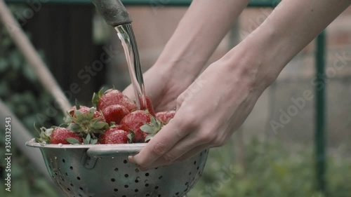fresh farm organic strawberries only collected in the garden