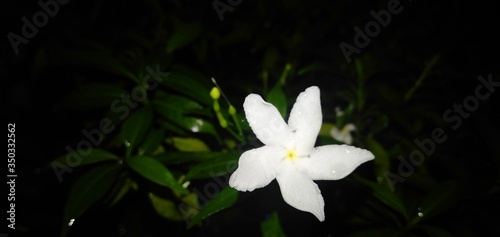 white flower on black background