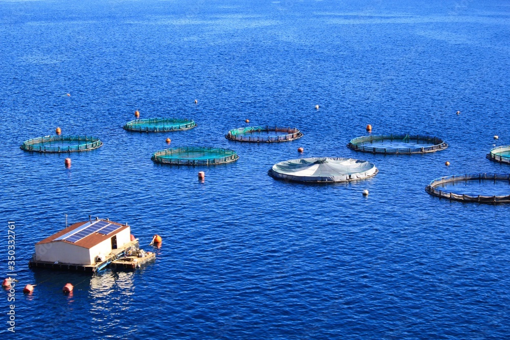 Obraz premium Aquaculture settlement, fish farm with floating circle cages around bay of Attica in Greece.