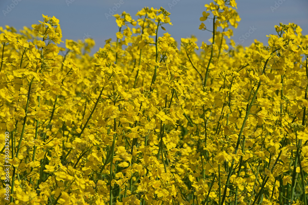 Close up yellow rapeseed flowers in field