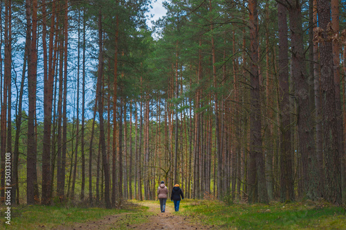 A walk in the pine forest, two people walk along the forest path, relax, nature, rest, large trees