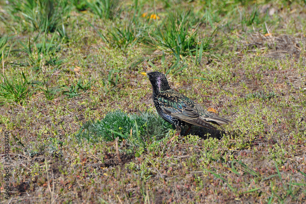 Birds, starling in the summer, starling catches bugs Birds, starling in the summer, starling catches bugs