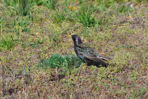 Birds, starling in the summer, starling catches bugs photo