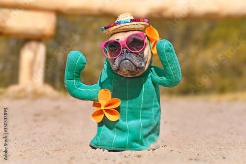 Funny French Bulldog dog dressed up with cactus costume with fake arms and orange fowers wearing summers traw hat and pink sunglasses standing on sandy ground photo